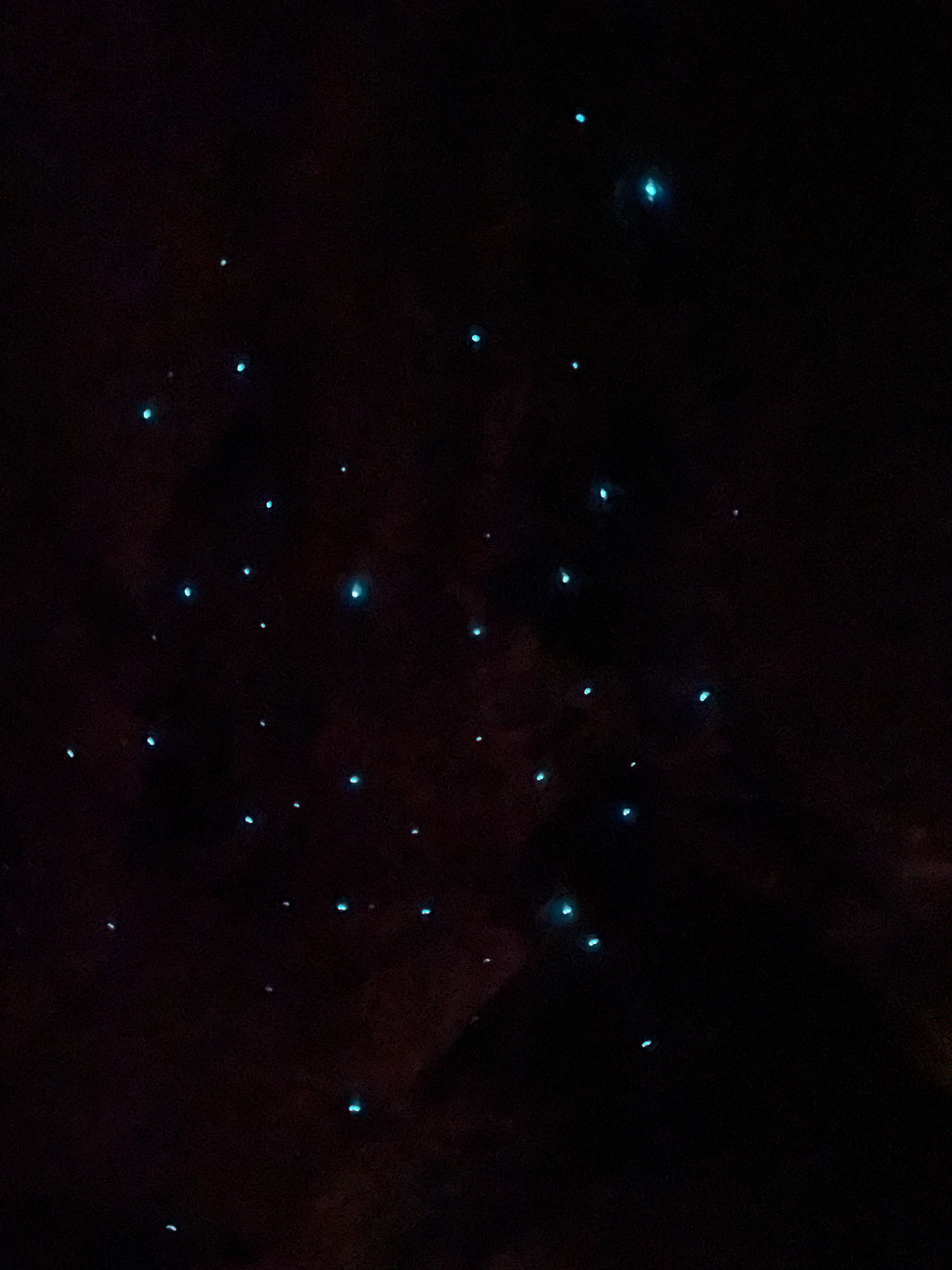 Up close with some glowworms