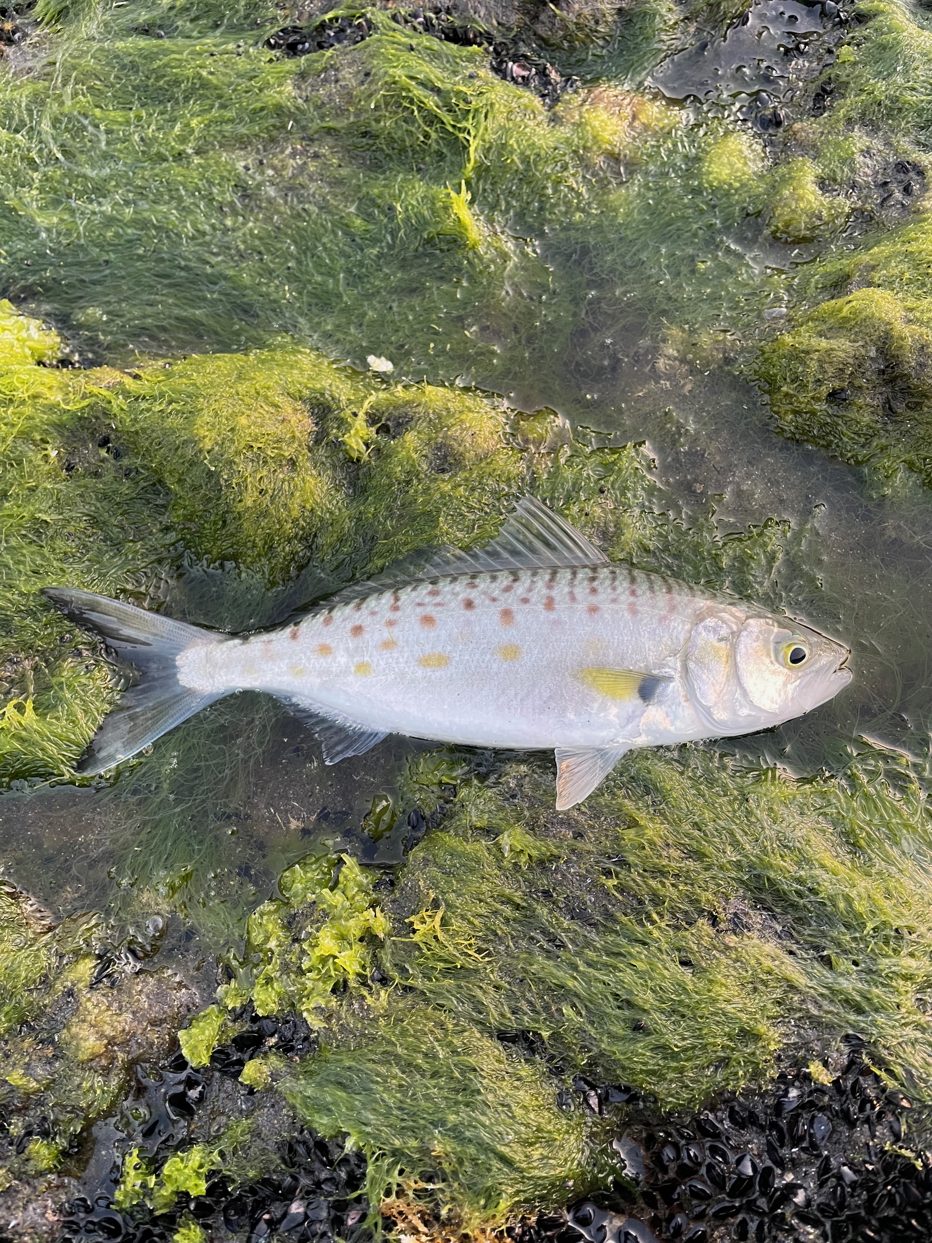 Nice fish